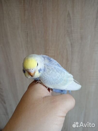 Птенцы волнистый попугай