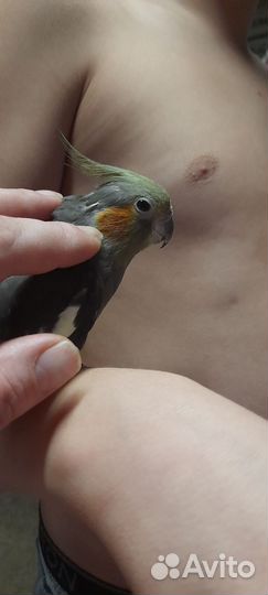 Попугай корелла