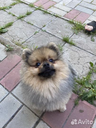 Померанский шпиц вязка