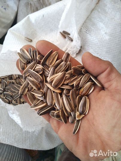Семечка подсолнечника полосатая сорт ягуар