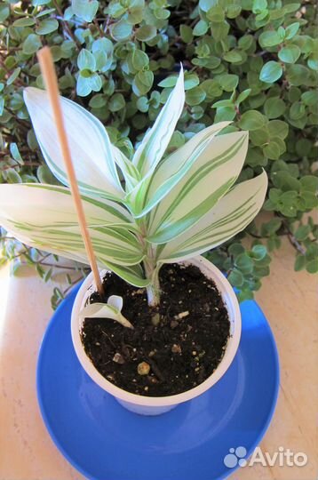 Традесканция Альба и Традесканция мелколистная