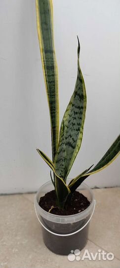 Традесканция, сансеверия, замиокулькас