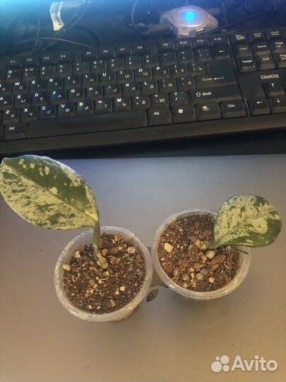 Хойя вилбур гравес