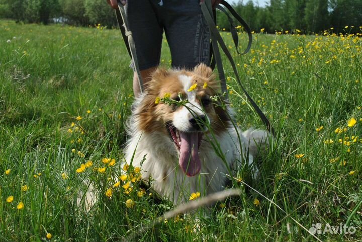 Собака метис Бордер колли