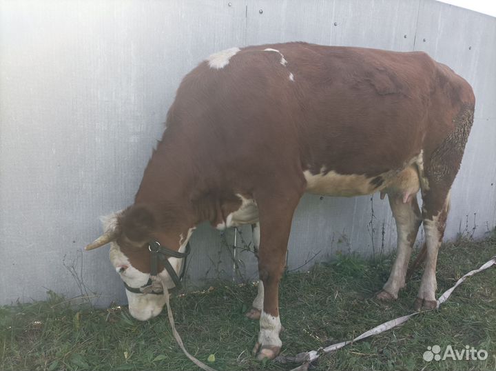 Корова дойная