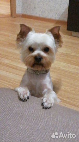 Йоркширский терьер вязка