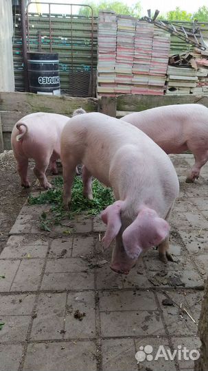 Племенные свинки Ф1