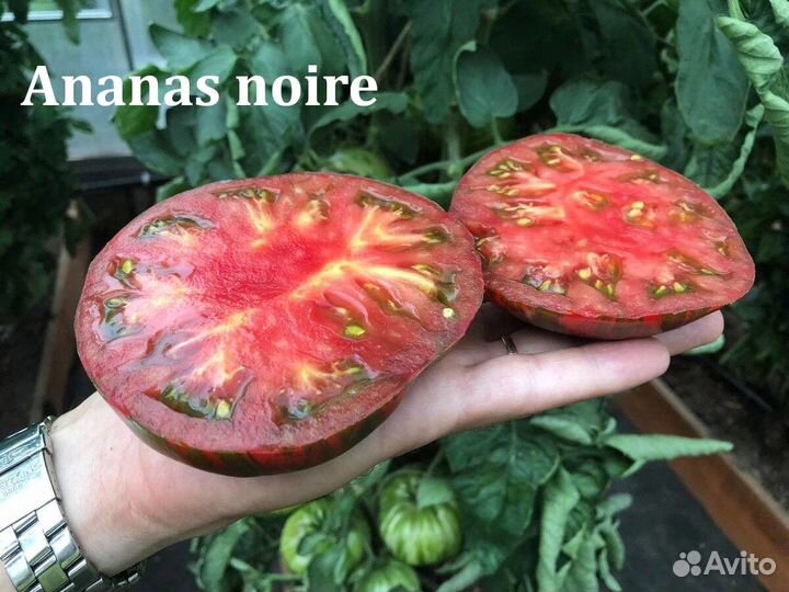 Семена коллекционных томатов, акклиматизированные