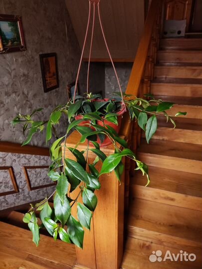 Эсхинантус лобба