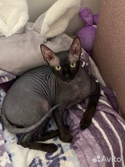 Вязка кошек канадский сфинкс