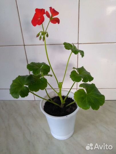 Большие комнатные цветы