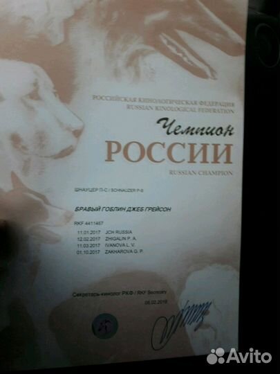 Миттельшнауцер. Чемпион России