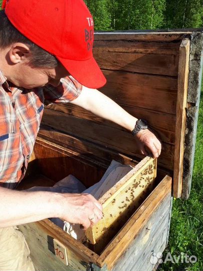 Пчелы и улья