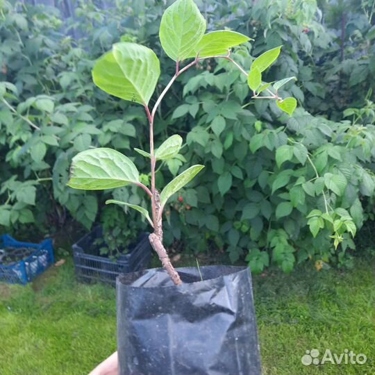 Лимонник дальневосточный