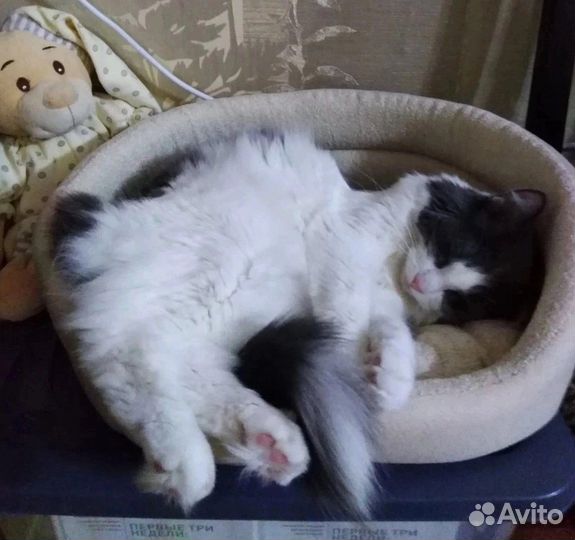 Шурик ищет дом/ кот в добрые руки