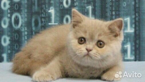 Шикарный лиловый котик Рамон