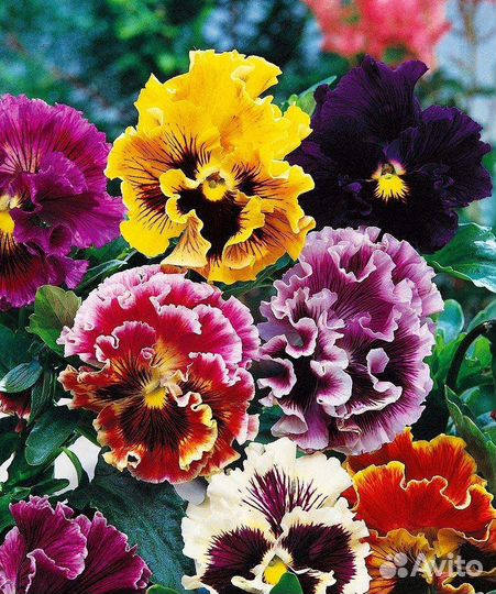 Рассада цветов 2024