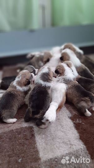 Щенки корги пемброк,Рязань