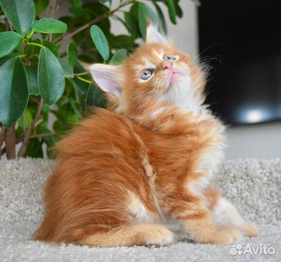 Котята Мейн Кун