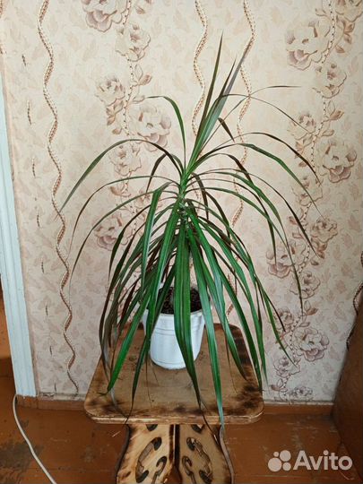 Драцена, филодендрон Биркин