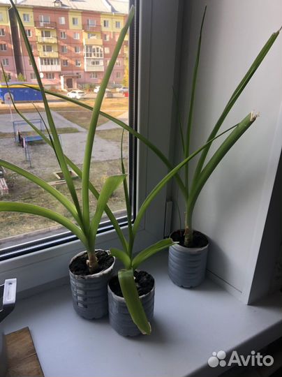 Последний Китайский лук