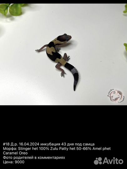 Гемитекониксы и эублефары