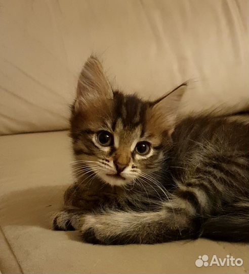 Котёнок в семью