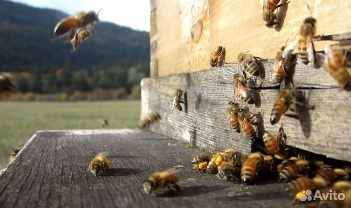 2024 Мед натуральный с Алтая опт