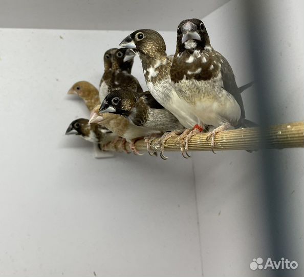 Японские амадины