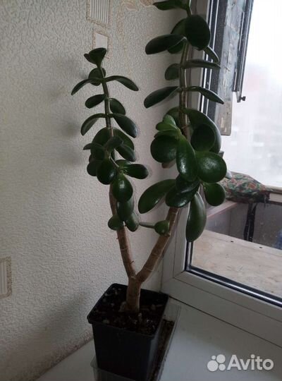 Толстянка (денежное дерево), кислица