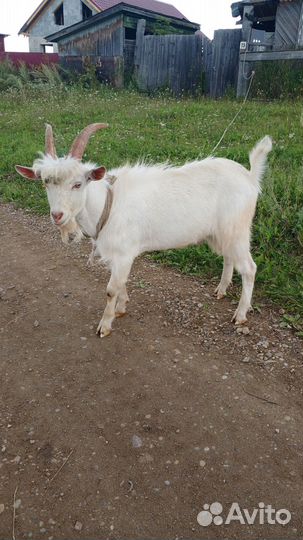 Коза дойная