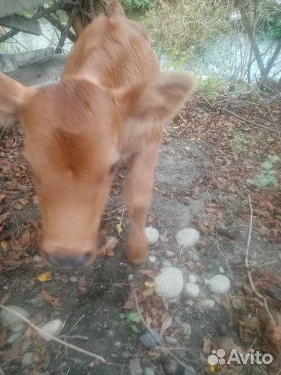 Бычки и тёлочка