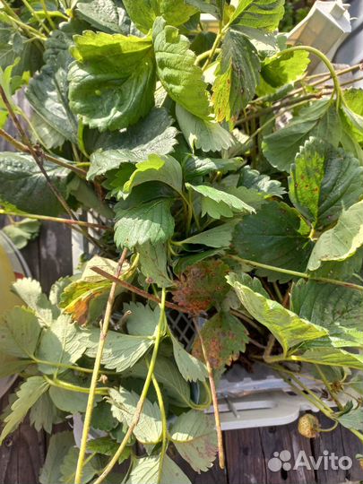 Рассада клубники