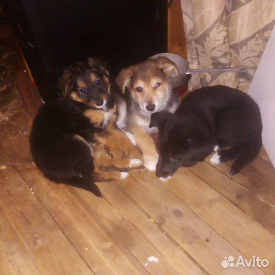 Собака в добрые руки щенок