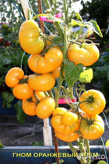 Набор коллекционных семян 