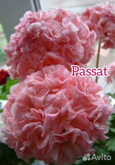 Пеларгония (герань) сортовая