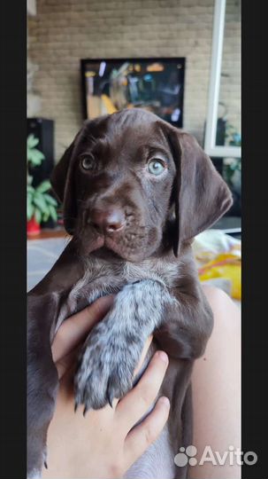 Щенки курцхаара