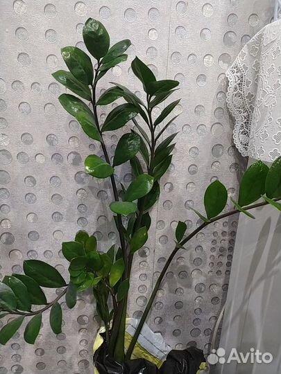 Замиокулькас