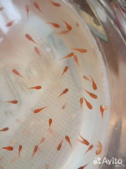 Аквариумные рыбки