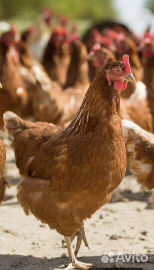 Цыплята суточные ломан браун