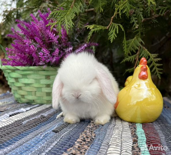 Карликовые декоративные кролики - Минилоп