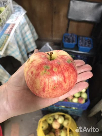 Яблоки и груши и сливы разных сортов, с доставкой