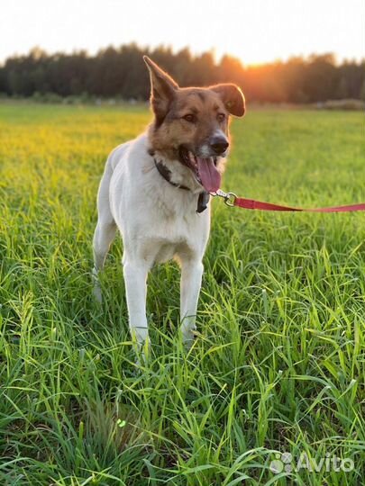 Отдам в добрые руки