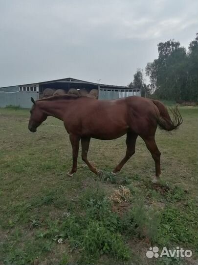 Чистокровная кобыла