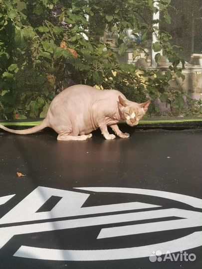 Канадский сфинкс эльф