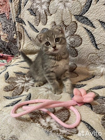 Шотландская вислоухая кошечка