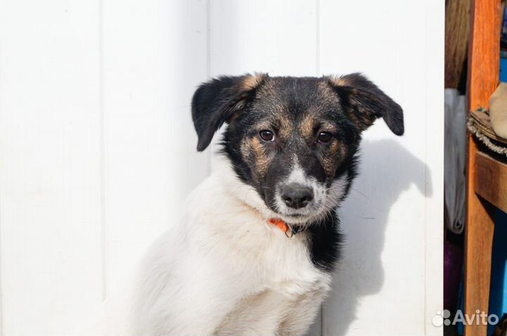 Ищет дом щенок не крупной Собачки Нелли