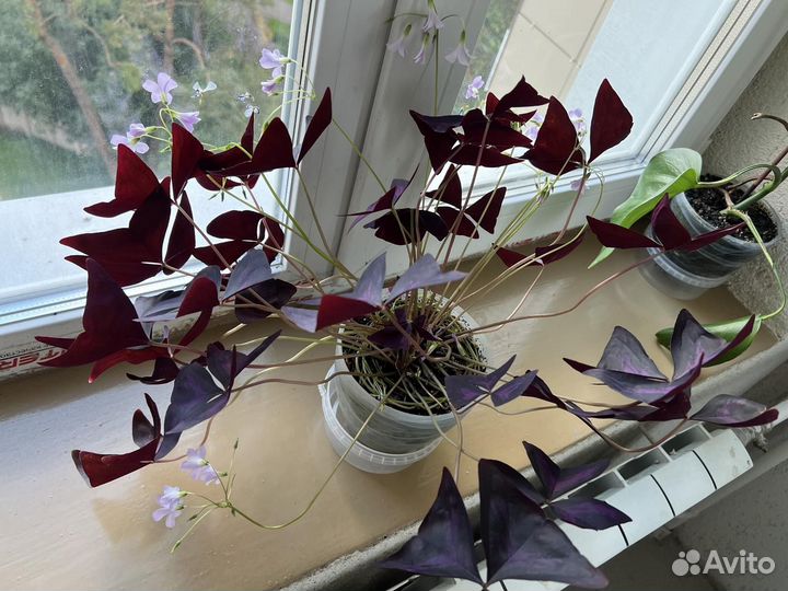 Гибискус, опунция, оксалис, сингониум, монстера