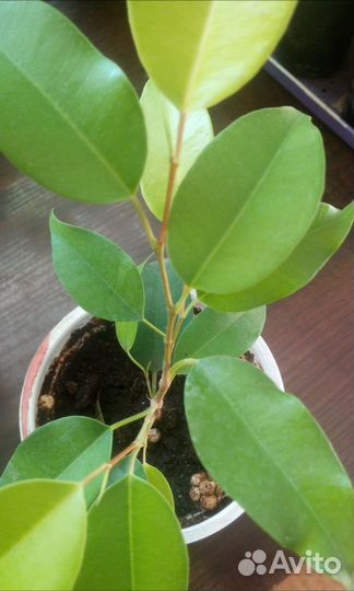 Фикус бенджамина