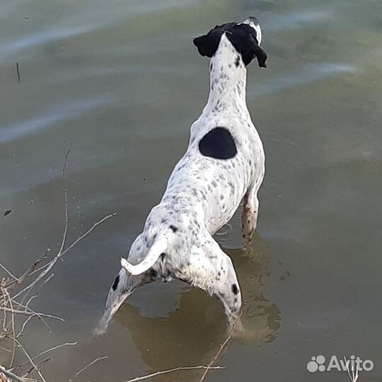 Английский пойнтер